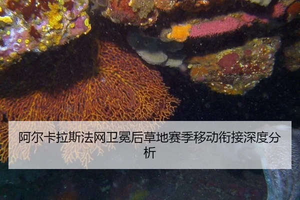 阿尔卡拉斯法网卫冕后草地赛季移动衔接深度分析